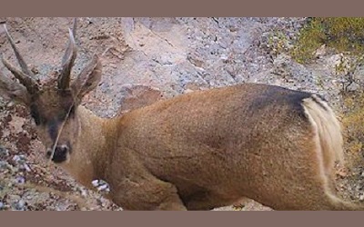Guardaparques de CONAF contaron 61 ejemplares del huemul del norte