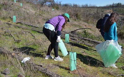 Con apoyo de jóvenes avanza la reforestación de bosques quemados
