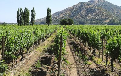 Ruta del vino y gastronomía una travesía para cautivar los sentidos