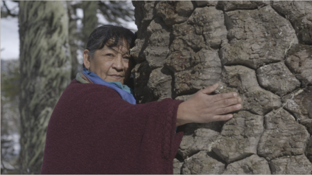 Pewen. Foto de©Fundacionmaradentro