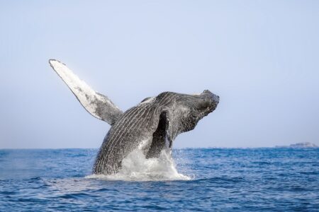 Ballenas en Riviera Nayarit