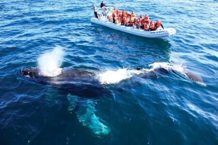 Ballenas en Riviera Nayarit