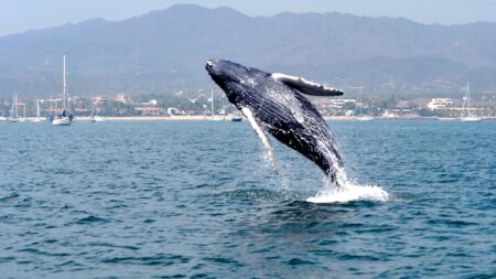 Ballenas en Riviera Nayarit