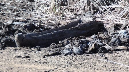 Hallazgo en laguna Torca.