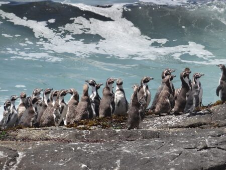 pingüinos de Humboldt 