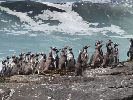 pingüinos de Humboldt