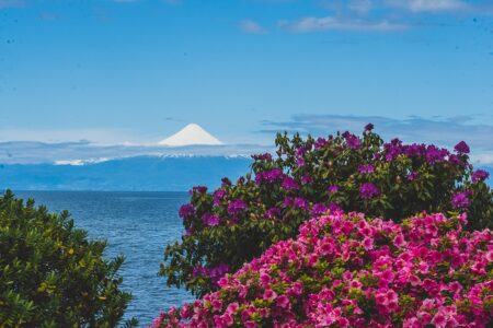 Volcán Osorno entre flores.