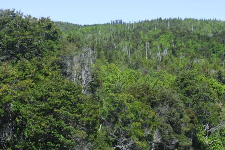 Parque Nacional Alerce Costero, Región de Los Ríos