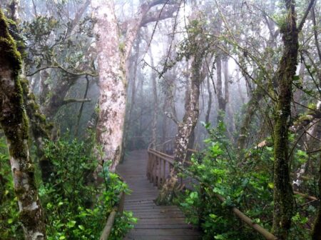 Parque Nacional Bosques de Fray Jorge, Región de Coquimbo