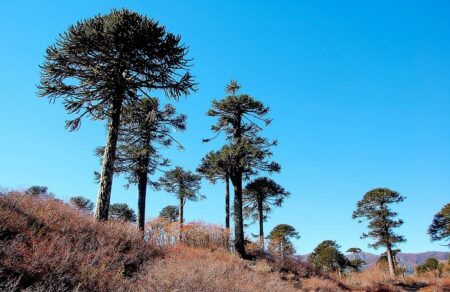 Reserva de la Biosfera Araucarias