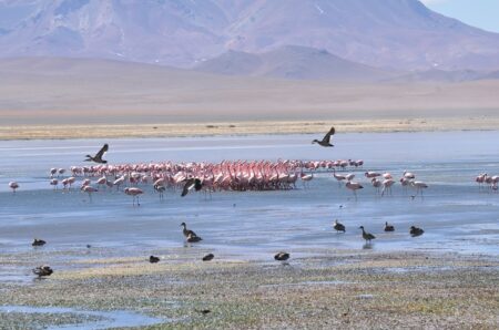 Humedales en Chile