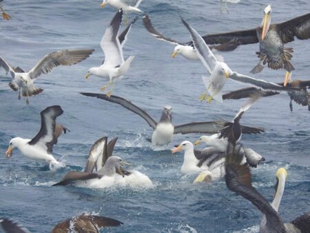  Día Mundial de los Océanos