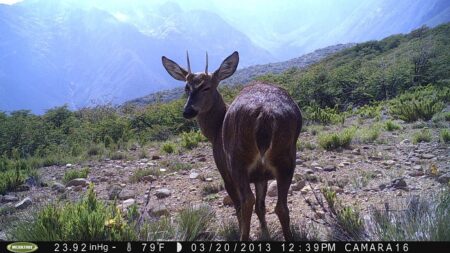 Conservación del huemul