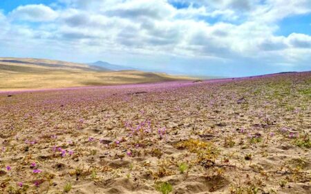 Desierto florido