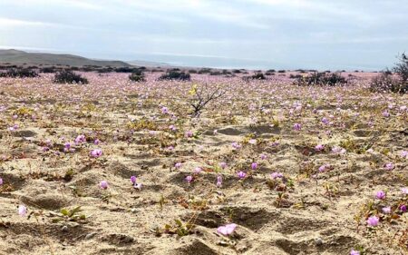 Desierto florido