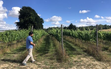 En la viña se encuentran cepas de Gewürztraminer y Pinot Noir, las cuales darán los primeros vinos durante este año.