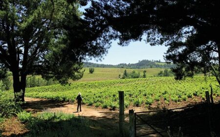 Valle del Itata, en la Región de Ñuble (Foto de Enoturismo Chile).