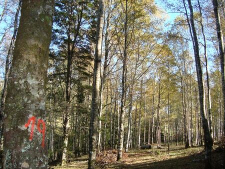 Bosque nativo con manejo sustentable