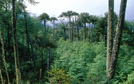 Parque Nacional Villarrica.