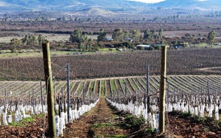 Ruta del Vino Valle del Maule