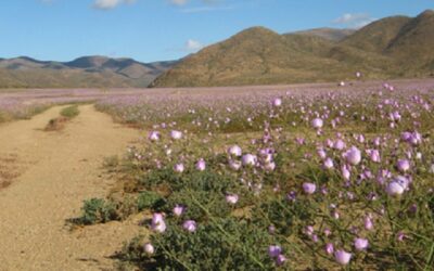 Recomendaciones para visitar el desierto florido sin dañarlo entrega CONAF