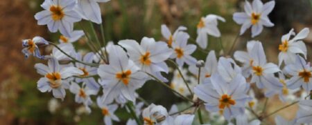 Desierto florido Desierto florido