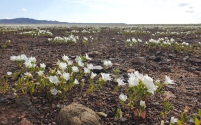 Comenzó la temporada del Desierto Florido en la Región de Atacama