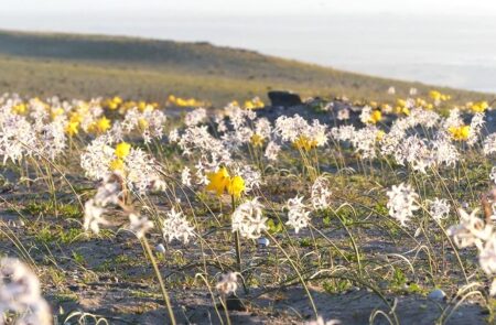 Desierto Florido