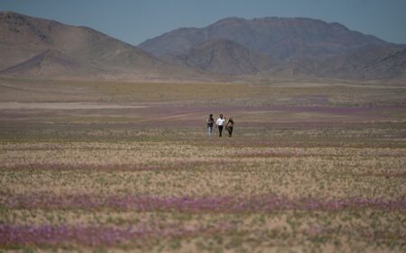 Parque Nacional Desierto Florido