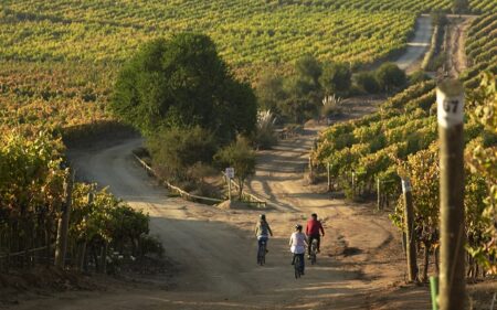 Viña Casas del Bosque