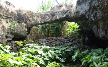 Rescatar la flora endémica y nativa de Rapa Nui Rescatar la flora endémica y nativa de Rapa Nui