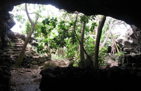 Rescatar la flora endémica y nativa de Rapa Nui Rescatar la flora endémica y nativa de Rapa Nui