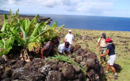 Rescatar la flora endémica y nativa de Rapa Nui Rescatar la flora endémica y nativa de Rapa Nui