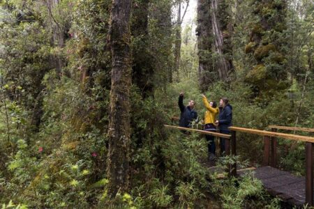 Parque Nacional Alerce Costero y Reserva Costera Valdiviana