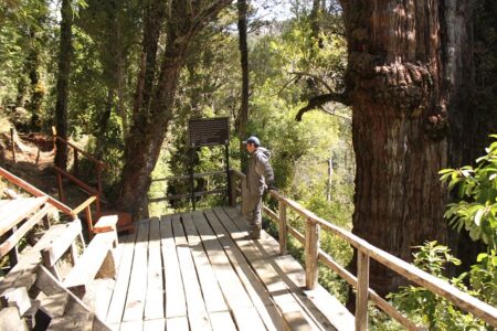 Mirador del alerce-milenario