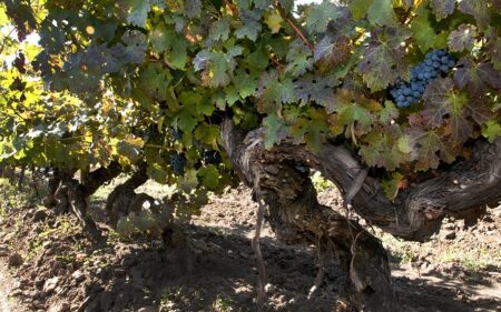 Parras de 115 años en Curicó Viñedo Manso de Velasco