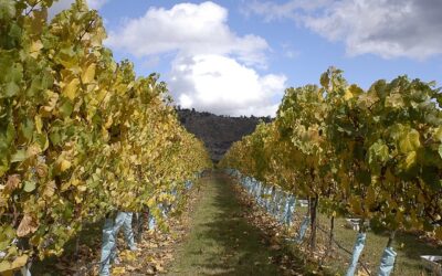 Viñas y restaurantes dan vida a la oferta turística del Valle de Casablanca