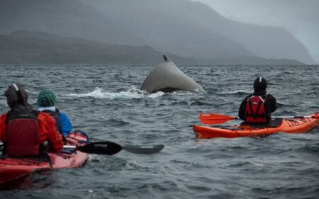 Avistamiento de ballenas. Estrecho de Magallanes