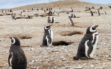 Turismo en Magallanes