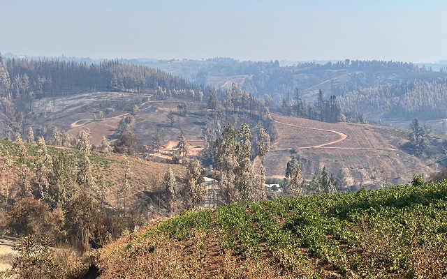 Valle del Itata ha sido el sector turístico más afectado por los incendios
