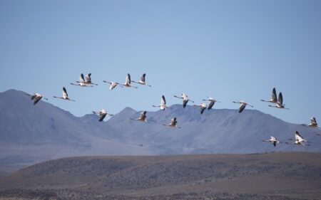 Parque Nacional Salar del Huasco