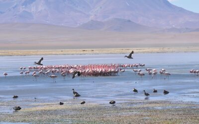 Parque Nacional Salar del Huasco nace en Pica, Región de Tarapacá