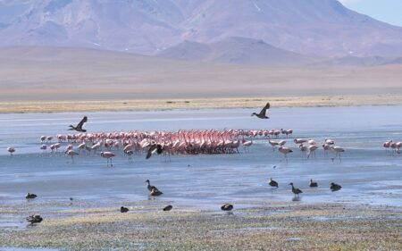 Parque Nacional Salar del Huasco