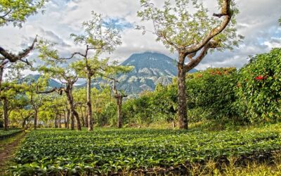 IICA: primer concurso sobre agrobioturismo en América Latina