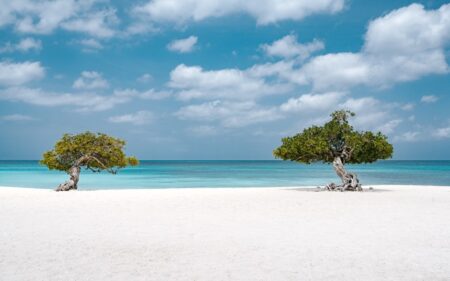Árboles en Eagle Beach
