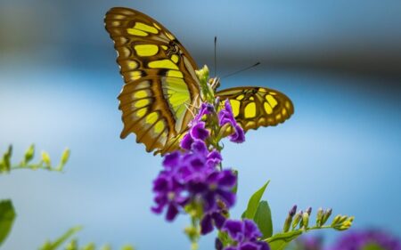 Mariposario