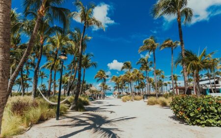 Palm Trees en Palm Beach, Aruba