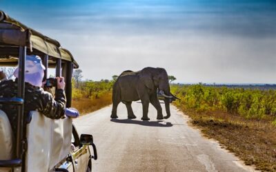 Safari y cultura: para vivir la experiencia única de Sudáfrica 360°