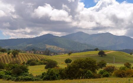 Viñedos de Viña Matetic