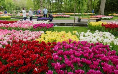Viaja a Países Bajos a apreciar los tulipanes en flor: comienza temporada